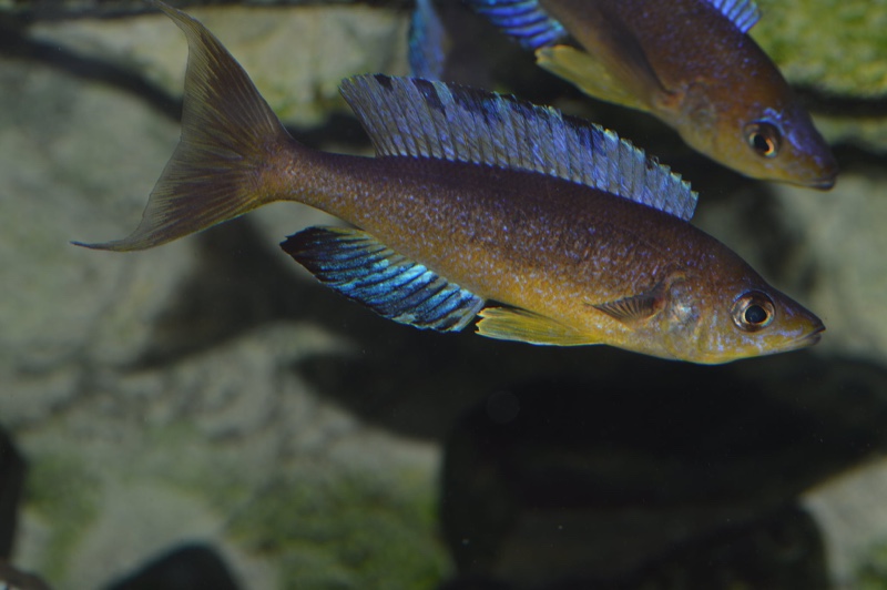 Cyprichromis microlepidotus 'Mabilibili Bay'